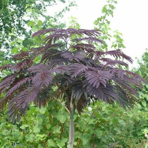 Albizia Julibrissin Summer Chocolate Purple Silk Tree