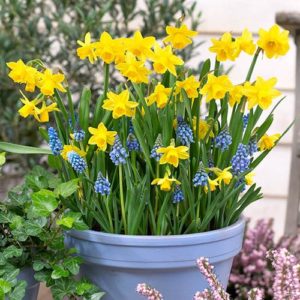 Blooming Fast Drop In Bulb Planter Narcissus and Muscari Kit