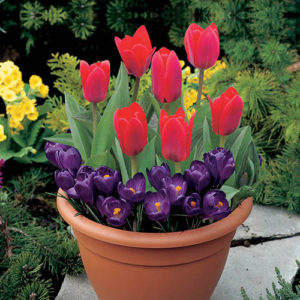 Blooming Fast Drop In Bulb Planter Tulip and Crocus Kit