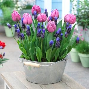 Blooming Fast Drop In Bulb Planter Tulip and Muscari Kit