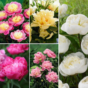 Complete Hardy Peony Collection