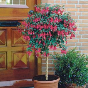 Flowering Fuchsia Tree