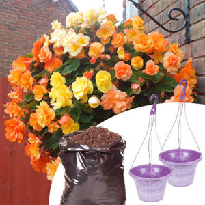 Begonia Apricot Fiery Shades With Hanging Baskets & Compost