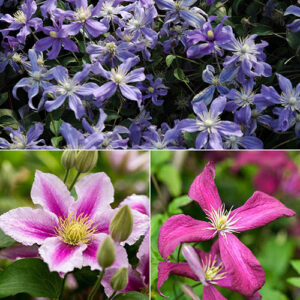 Mid Season Flowering Clematis Collection 9cm x 3